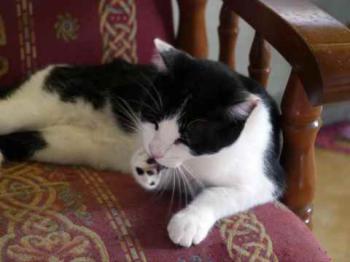 Blacky Bild von Blacky