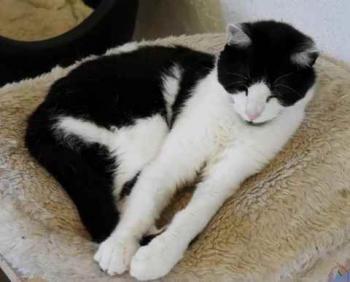 Blacky Bild von Blacky