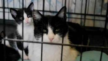 Nantai Bild von Nantai