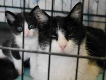 Nantai Bild von Nantai