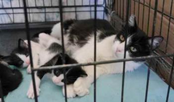 Nantai Bild von Nantai