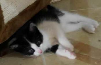 Nantai Bild von Nantai