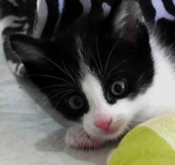 Nantai Bild von Nantai