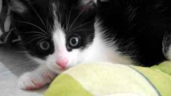 Nantai Bild von Nantai