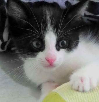 Nantai Bild von Nantai