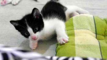 Nantai Bild von Nantai