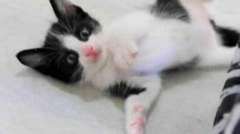 Nantai Bild von Nantai