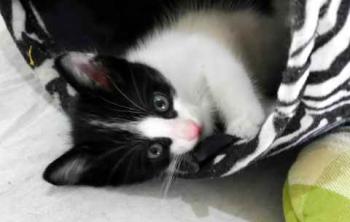 Nantai Bild von Nantai