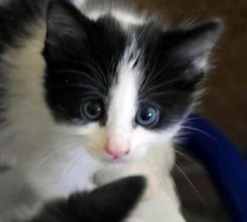 Chitto Bild von Chitto
