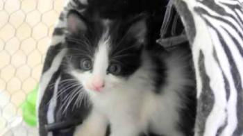 Chitto Bild von Chitto