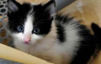 Chitto Bild von Chitto