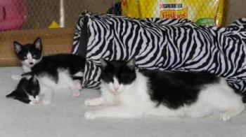 Noshi Bild von Noshi