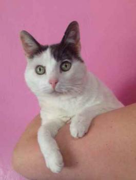 Bild von Pussy