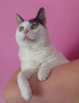 Bild von Pussy