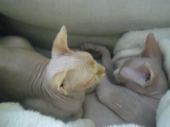 Pigmenti Bild von Pigmenti