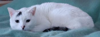 Talion Bild von Talion