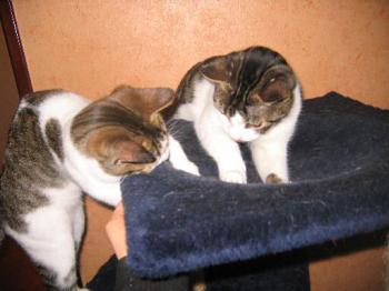 Pini und Pon Bild von Pini