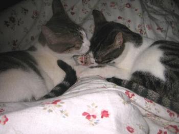 Pini und Pon Bild von Pini