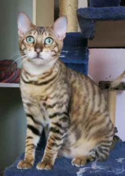 Shelay Bild von Shelay