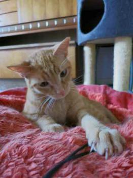 Guzman Bild von Guzman