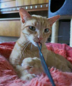 Guzman Bild von Guzman