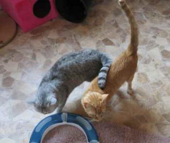 Guzman Bild von Guzman