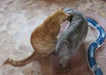 Guzman Bild von Guzman