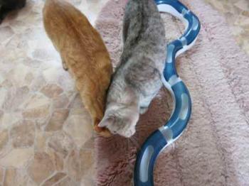 Guzman Bild von Guzman