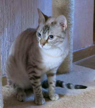 Yushila Bild von Yushila