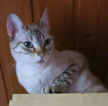 Yushila Bild von Yushila
