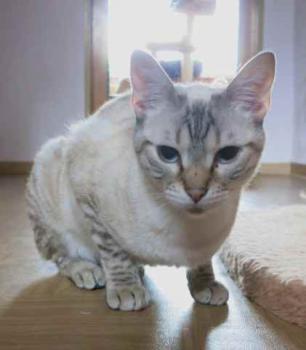 Yescha Bild von Yescha