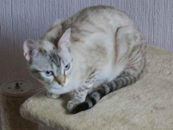 Yescha Bild von Yescha