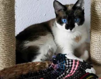 Suri Bild von Suri