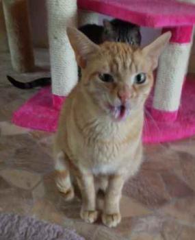 Guzman Bild von Guzman