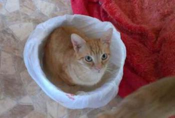 Guzman Bild von Guzman