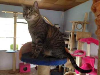Gipsy-Mimi Bild von Gipsy-Mimi