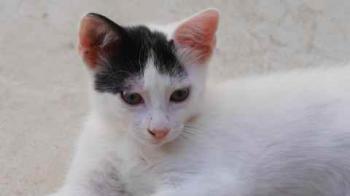 Bild von Chasca