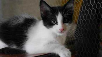Chitto Bild von Chitto