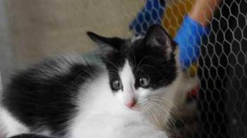 Chitto Bild von Chitto