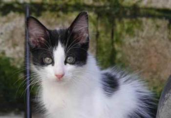 Chitto Bild von Chitto