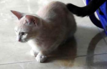 Thai Bild von Thai