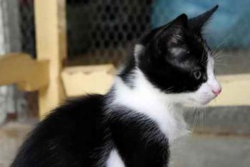 Nantai Bild von Nantai