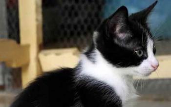 Nantai Bild von Nantai