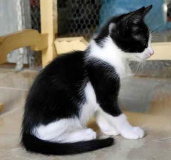 Nantai Bild von Nantai