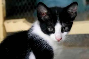 Nantai Bild von Nantai