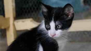 Nantai Bild von Nantai