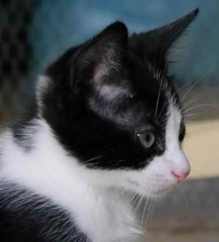 Nantai Bild von Nantai