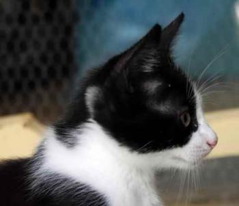 Nantai Bild von Nantai