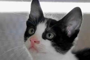 Nantai Bild von Nantai