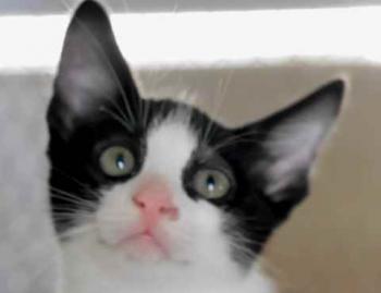 Nantai Bild von Nantai